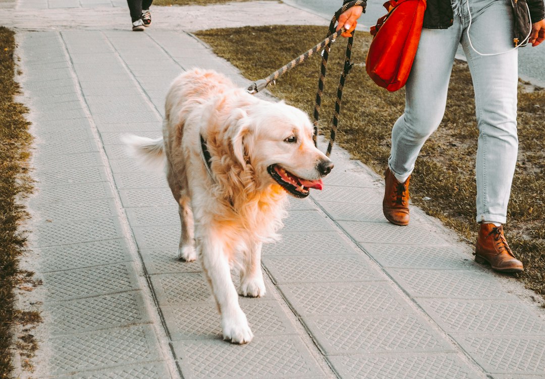 Happy dog on a walk in Holland Michigan