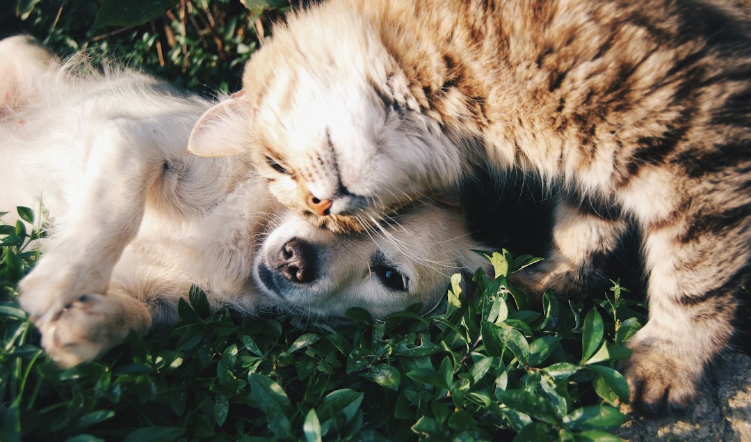 Drop-in pet visits in Holland MI